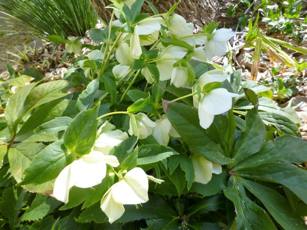 Pension Flora Tateyama  Eksteriør billede