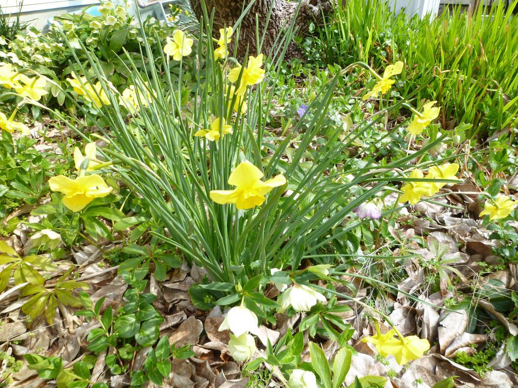 Pension Flora Tateyama  Eksteriør billede